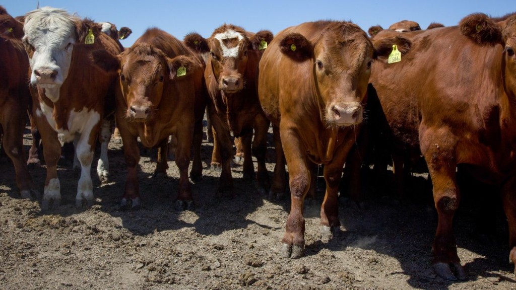 El stock ganadero caería por tercer año seguido ante faena alta y bajo destete