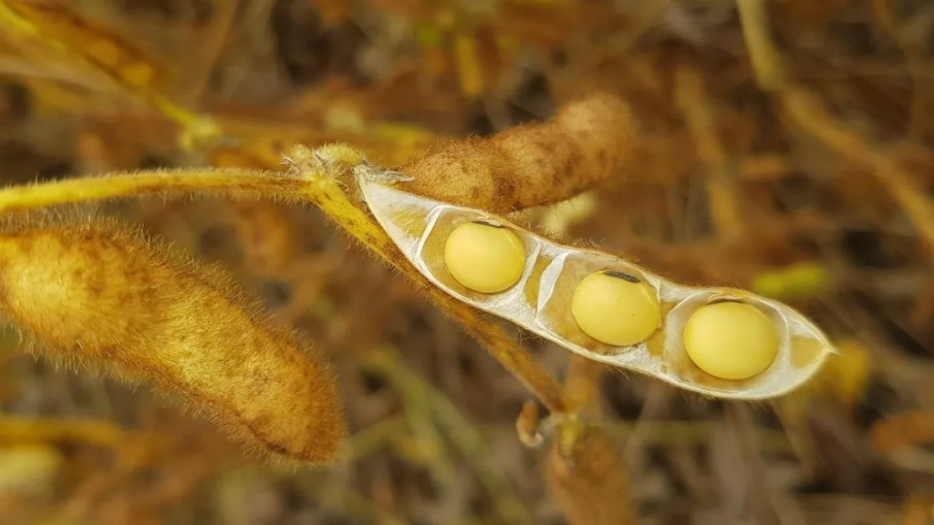 La rentabilidad de la soja en Argentina cae a niveles críticos y se amplían las zonas inviables para el cultivo