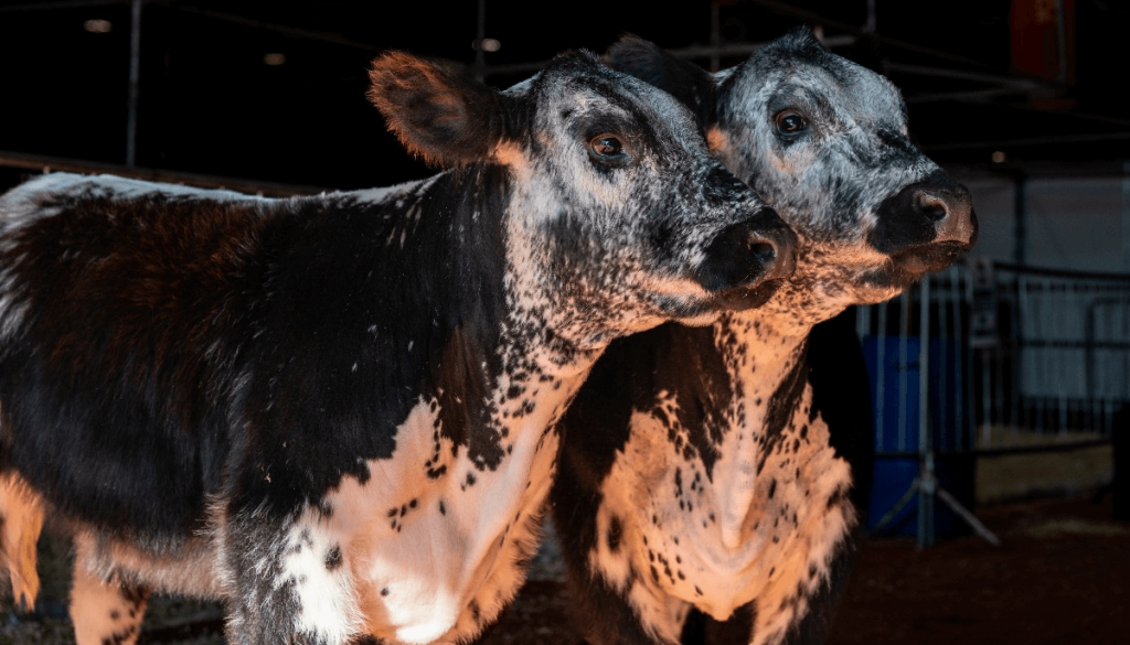 Speckle Park: cómo es la raza bovina que llegó a Argentina desde Canadá y debutó en La Rural