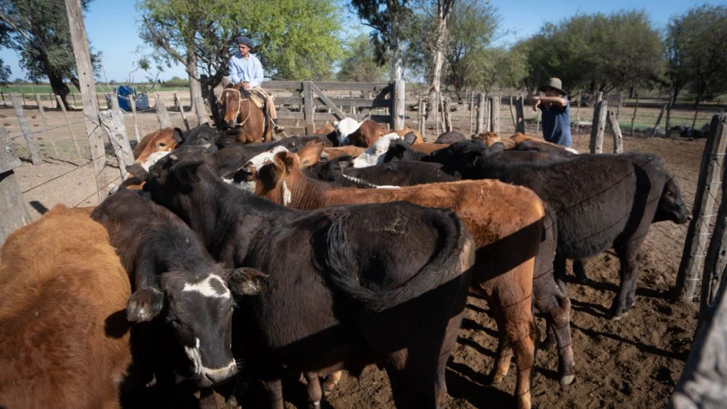 ¿Es la rebaja de retenciones el incentivo que necesita la ganadería para revertir la caída del rodeo?