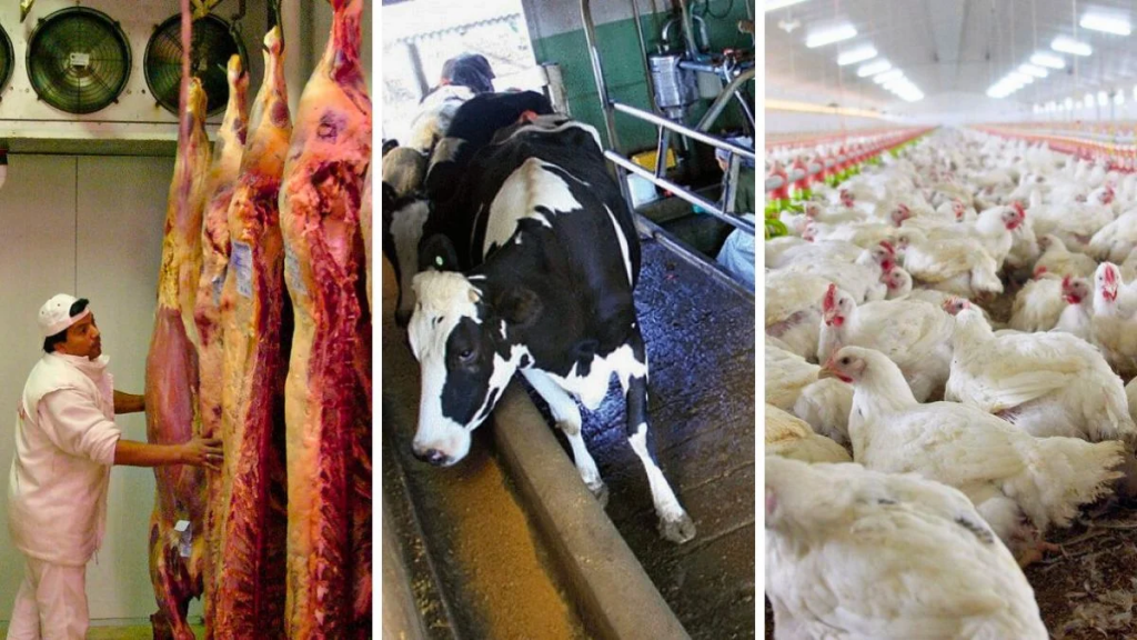 Retenciones: cómo afectan a los productores de Santa Fe las medidas de Milei