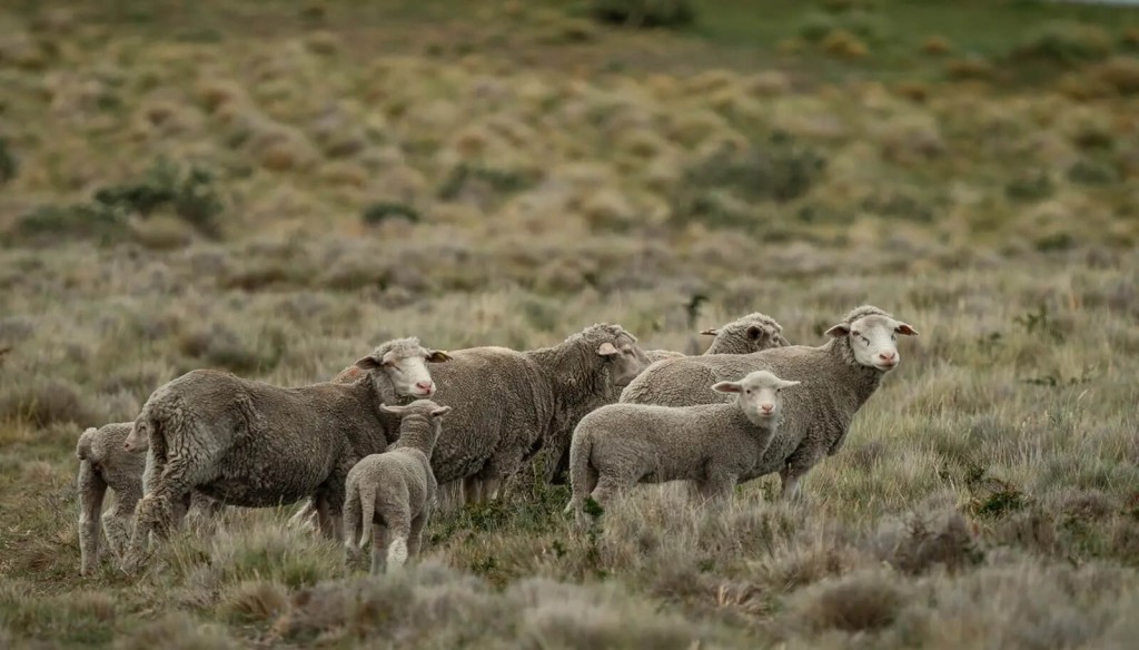 Bovinos, porcinos y ovinos: las carnes aceleran en el semáforo de las economías regionales