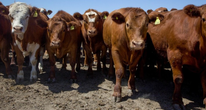 El stock ganadero caería por tercer año seguido ante faena alta y bajo destete
