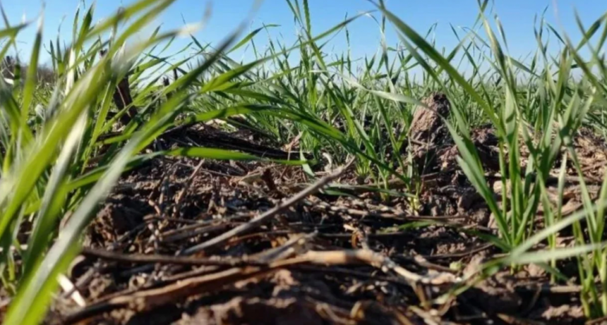 48 horas de lluvias claves para el trigo del oeste de la región núcleo