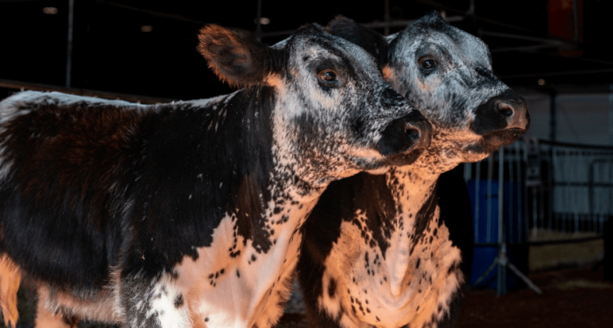 Speckle Park: cómo es la raza bovina que llegó a Argentina desde Canadá y debutó en La Rural