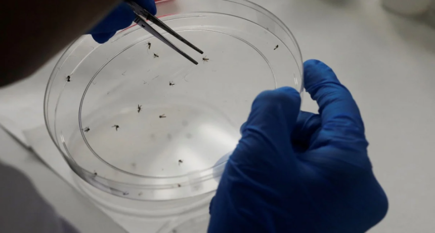 Dengue: recomiendan vacunarse en invierno para inmunizarse antes del verano
