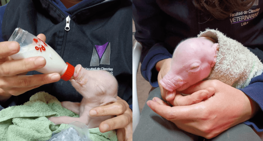 Hito de la ciencia argentina: en la UBA naci&oacute; el primer cerdo de Latinoam&eacute;rica modificado gen&eacute;ticamente