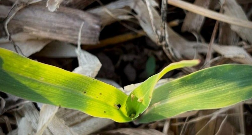 Chicharrita del ma&iacute;z: recomiendan una &ldquo;veda regional&rdquo; y no confiarse con el fr&iacute;o, para evitar su proliferaci&oacute;n