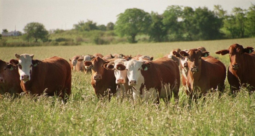 Falta de cr&eacute;dito productivo afecta al campo: 
