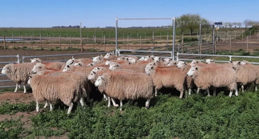 Investigan un llamativo caso de mutilaci&oacute;n de ovejas en un establecimiento rural de Lanteri