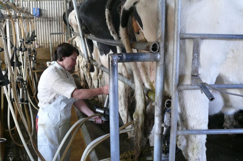 Tamberos en alerta: la leche sigue estancada y los costos no paran de subir