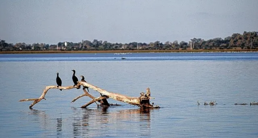 Nuevo humedal en la laguna Set&uacute;bal: &iquest;yuyal u oportunidad para conocer la naturaleza?