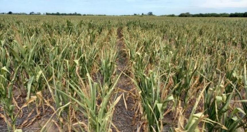 El Gobierno santafesino anunció créditos para productores agropecuarios a tasas subsidiadas