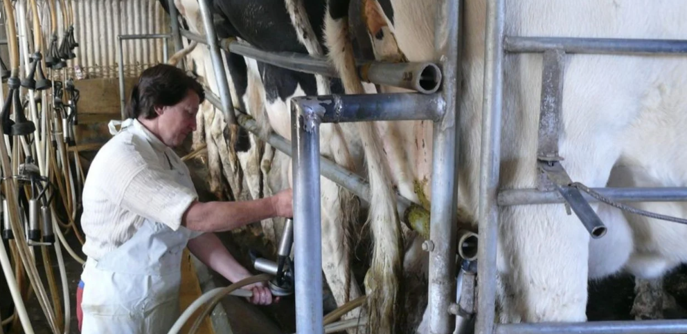 Nación y Provincia lanzaron créditos tamberos sin interés a pagar en litros de leche