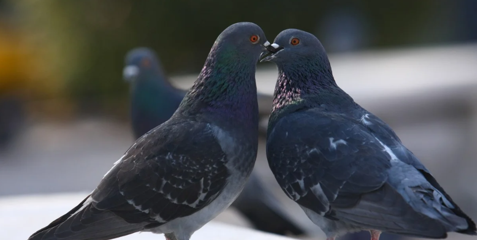 Palomas en el centro de la polémica por el ingreso de elementos prohibidos a cárceles