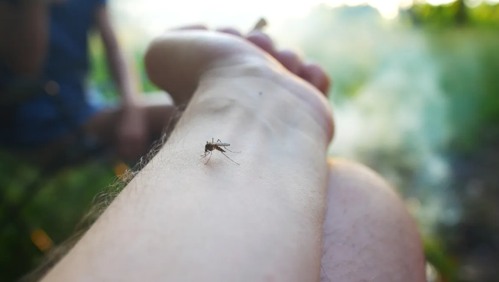 Dengue en Santa Fe: escuelas destinarán una hora de clases para descacharrar y concientizar alumnos