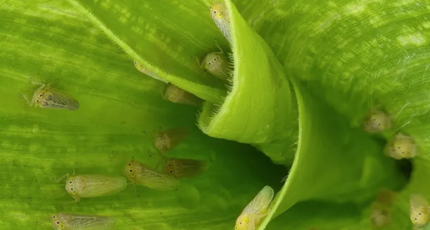 El 
