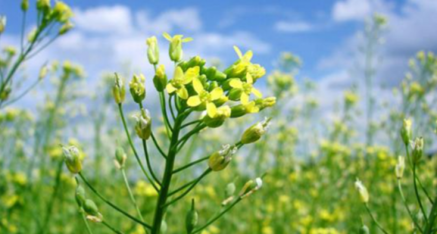 Qué es Camelina, el nuevo cultivo de ciclo corto que gana espacio en los campos argentinos y sirve para biocombustible