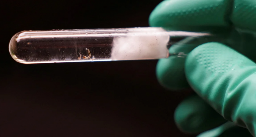 Qué son y cómo funcionan las ovitrampas para detectar huevos de mosquito del dengue usadas en Santa Fe