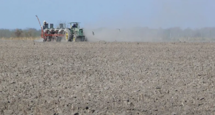 Con una proyección de área récord, se largó la siembra de girasol