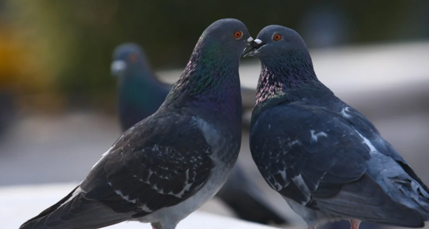 Palomas en el centro de la polémica por el ingreso de elementos prohibidos a cárceles