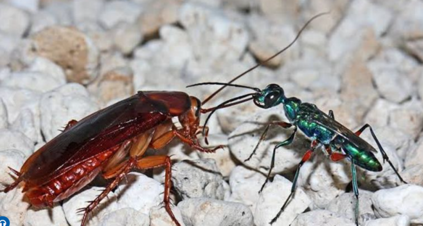 La avispa, la cucaracha, el populismo y Milei