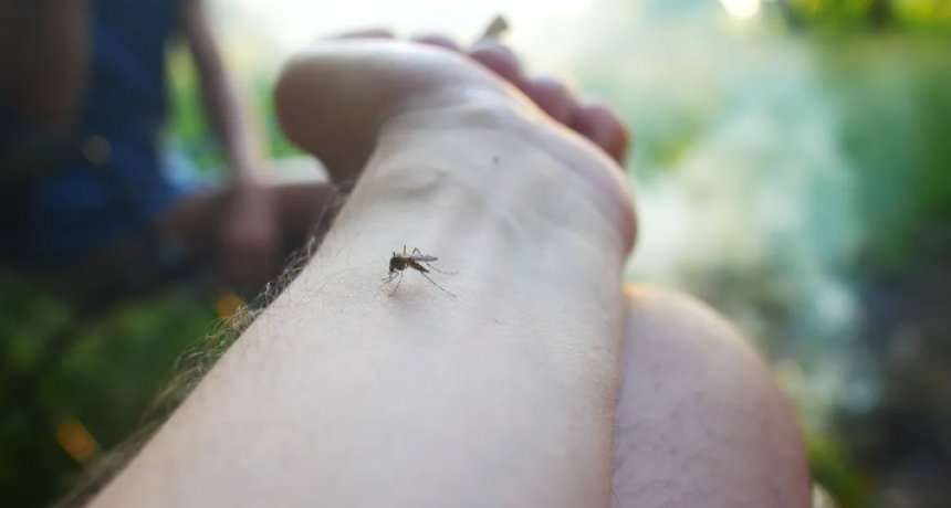 Dengue en Santa Fe: escuelas destinarán una hora de clases para descacharrar y concientizar alumnos