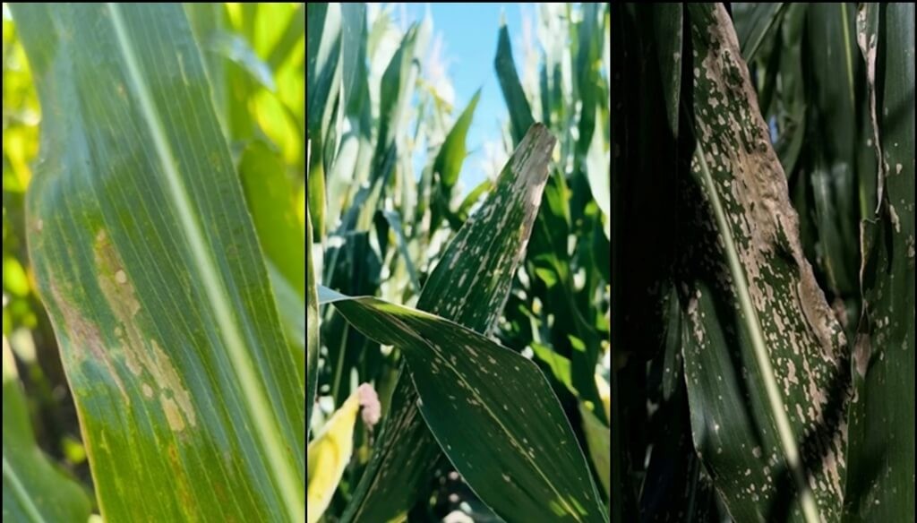 Tras la chicharrita, otro desafío sanitario pone en guardia al maíz: la mancha blanca