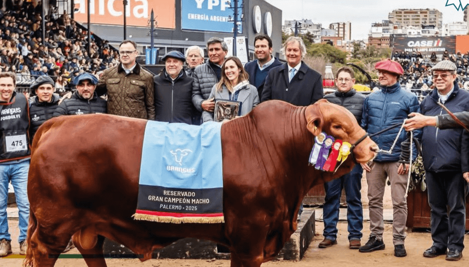Un toro Brangus se vendió a $ 272 millones el 50% y marcó un récord para la ganadería nacional
