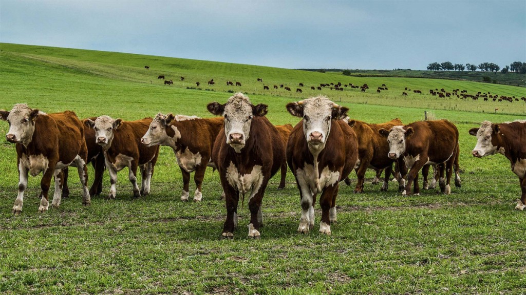 ¿Como llegamos a tener el asado que comemos hoy? Te contamos la historia de la carne en Argentina