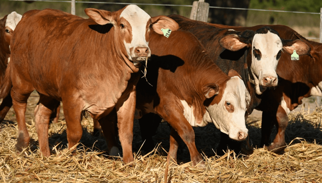 Brangus, Braford y Brahman: un remate en Chaco confirmó el buen momento de los precios ganaderos