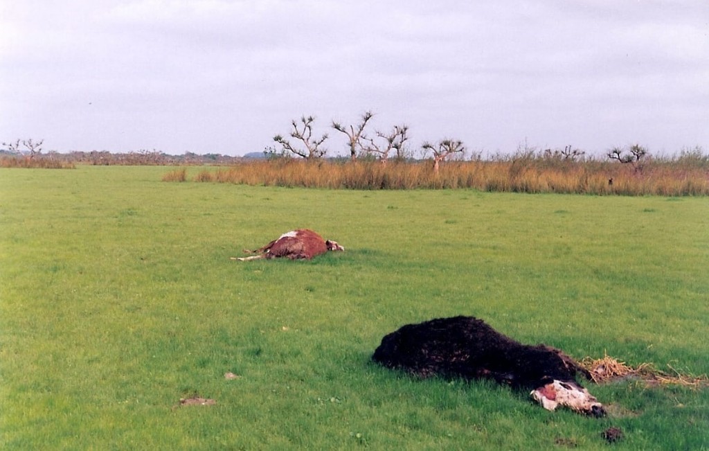 Misteriosas mutilaciones de animales en Santa Fe: temor y desconcierto en el campo