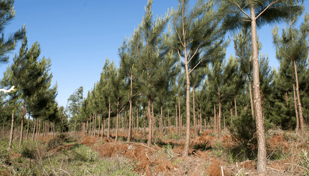 Pinos y eucaliptus: en un año y medio, Argentina sumó 49.000 hectáreas de plantaciones forestales