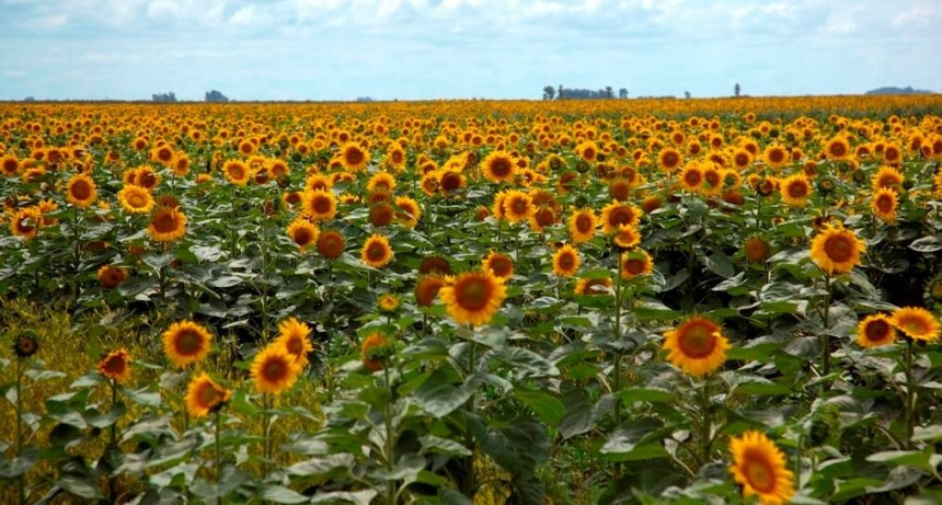 Medalla de oro para el girasol: en un año brillante, reluce también con récord de molienda