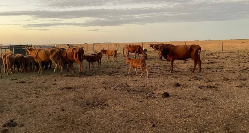 La suba de tasas le pone un manto de incertidumbre al repunte ganadero