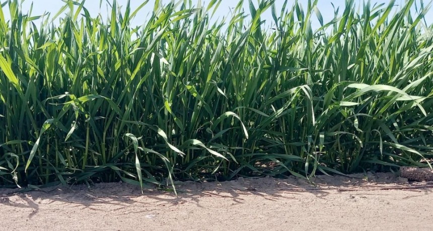 Informe de la Bolsa de Comercio de Santa Fe al 26 de agosto del 2025