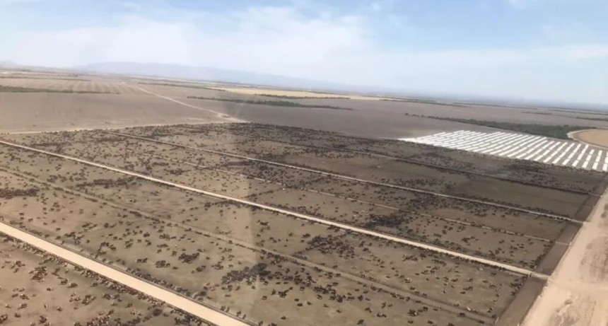 De la agricultura a corrales con 100.000 animales: el modelo que alimenta al feedlot m&aacute;s grande de Argentina