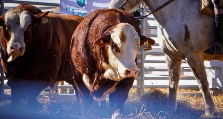 La carne gana terreno en la cuenca lechera: exitoso remate de la Uni&oacute;n Ganadera de Humberto 1&deg;
