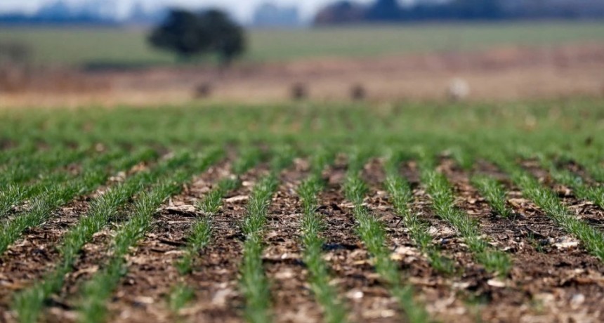 Tras las lluvias, las actividades agr&iacute;colas se reanudan gradualmente en el centro norte santafesino