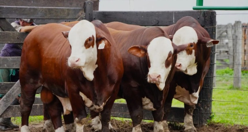 Nuevo remate ganadero en Calchaqu&iacute;: cinco caba&ntilde;as se unen para vender gen&eacute;tica Brangus y Braford