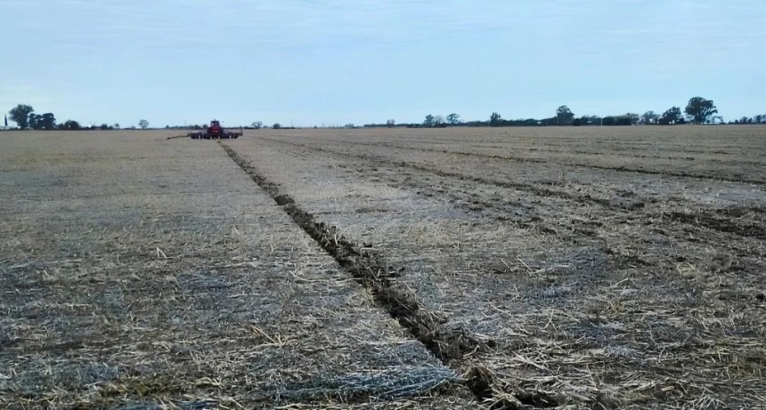 Ma&iacute;z de primera: arranc&oacute; la siembra con una intenci&oacute;n de 98.000 hect&aacute;reas en el centro norte santafesino