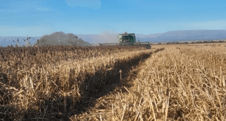 No todo es r&eacute;cord en la cosecha 2025/26: sorgo, arroz, man&iacute; y algod&oacute;n cierran con una ca&iacute;da