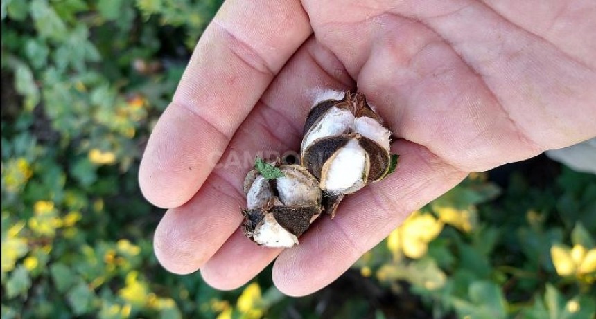  Se derrumb&oacute; casi 35% la cosecha de algod&oacute;n en Santa Fe