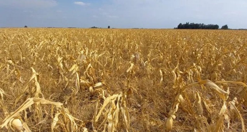 C&oacute;mo afecta el invierno m&aacute;s seco de los &uacute;ltimos 27 a&ntilde;os a la producci&oacute;n de Santa Fe