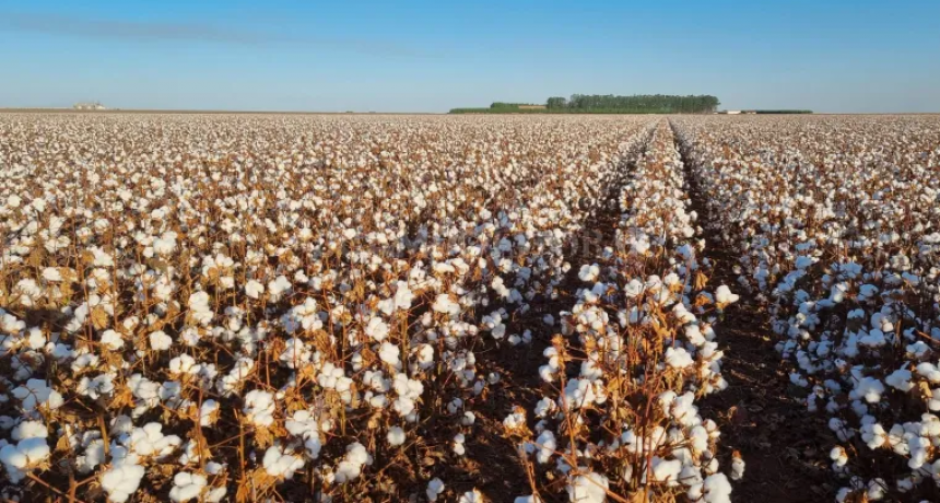 Anticipan capacitaci&oacute;n algodonera  