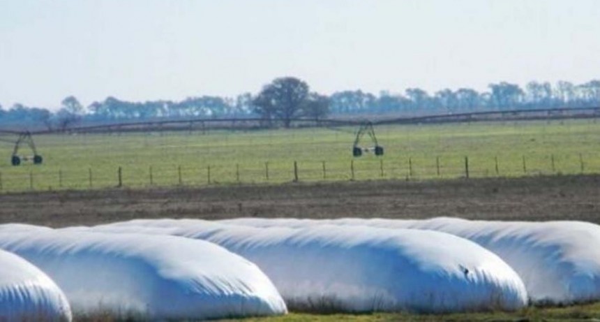 VIDEO | Se embargaron m&aacute;s de 5 mil toneladas de ma&iacute;z cosechadas en campo fiscal usurpado de Copo