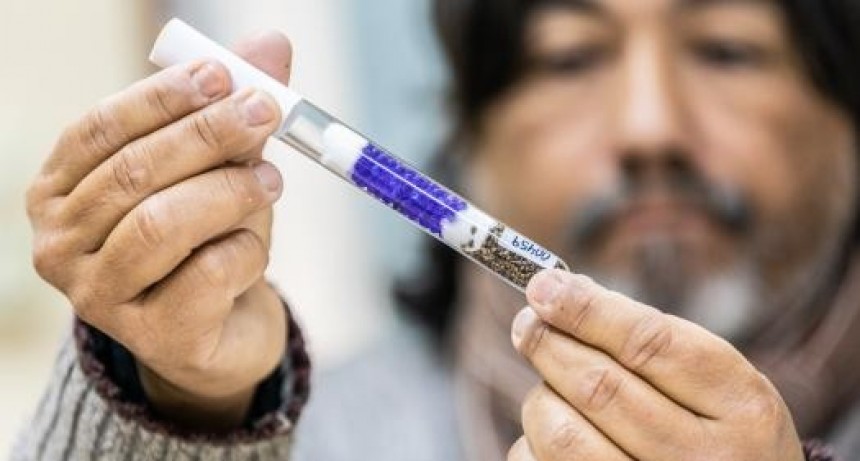 Cannabis medicinal: en Santa Fe trabajan en el mejoramiento gen&eacute;tico de semillas