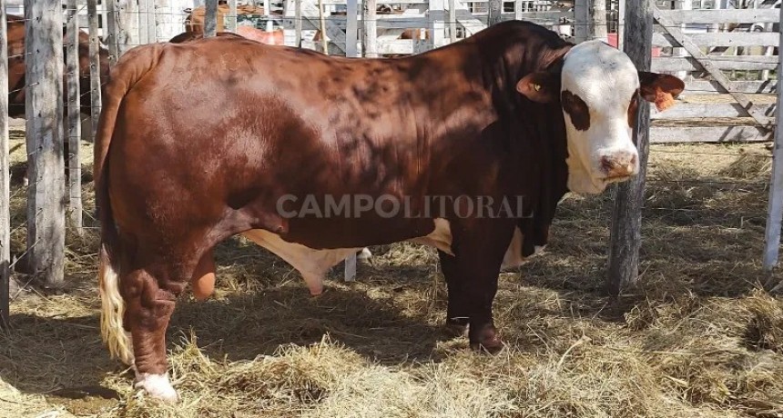 Argentina tiene el mejor Braford del mundo" 