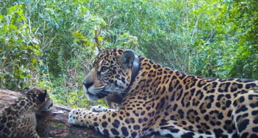 Esteros del Iber&aacute;: nacieron dos yaguaret&eacute;s y suman 12 los ejemplares silvestres en el &aacute;rea