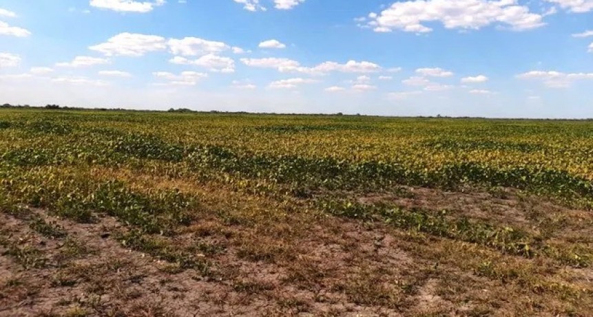 Las lluvias no alcanzaron y la producci&oacute;n de trigo ser&aacute; la m&aacute;s baja en siete a&ntilde;os
